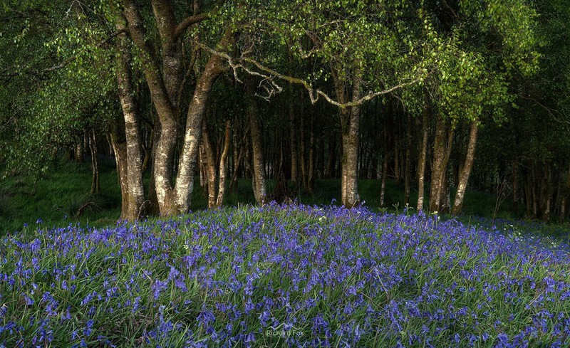 nature, outdoors, flowers, trees, plants