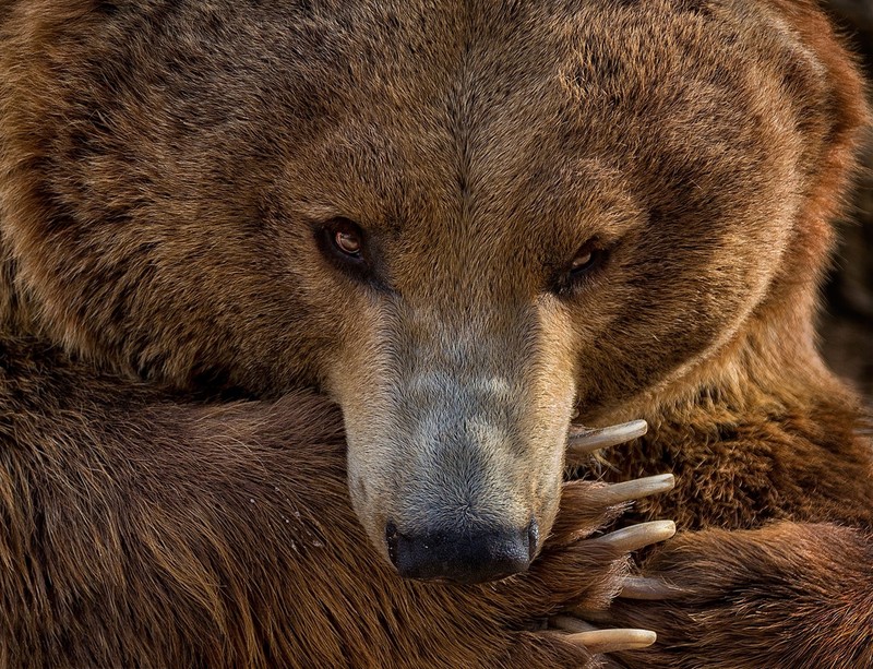 bears, animals, mammals