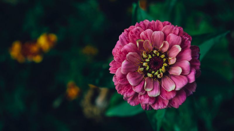 zinnia, flower, pink, plant, decorative, 4k