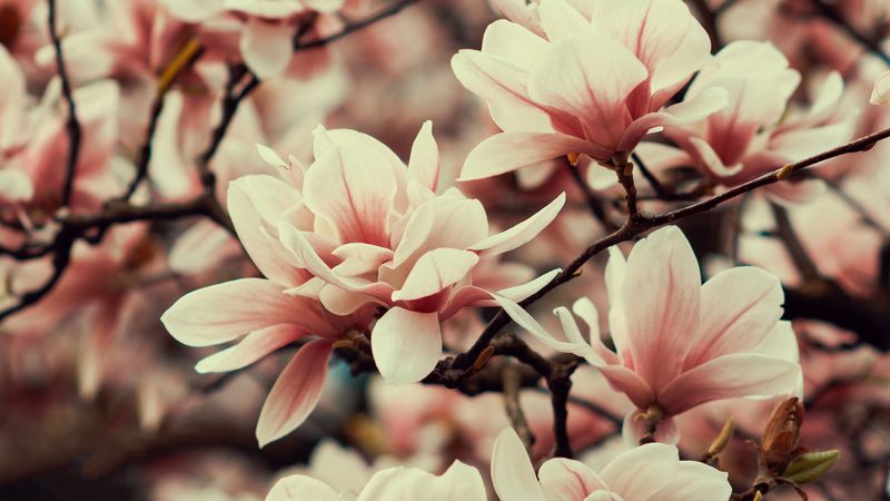 magnolia, flowers, branches, plant, flowering, spring, 4k