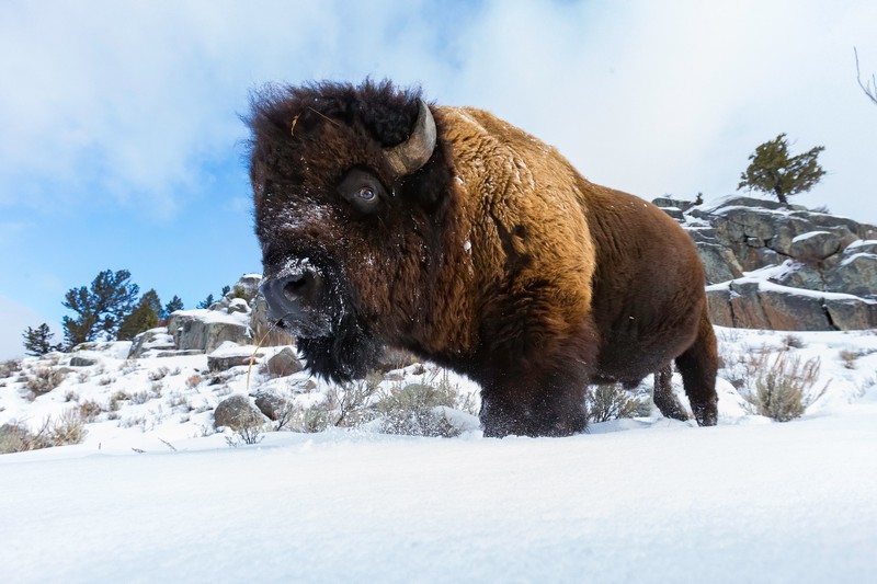 snow, cold, animals, mammals, bison