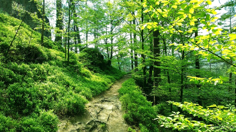 JoeyJazz, photography, nature, forest, path