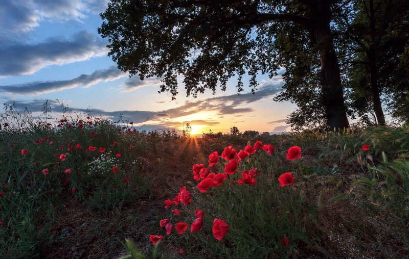 nature, plants, flowers, red flowers, outdoors, poppies