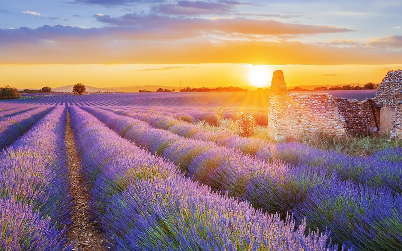 lavender, sunlight