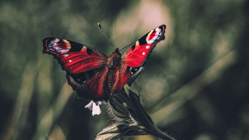 peacock butterfly, butterfly, wings, focus, 4k
