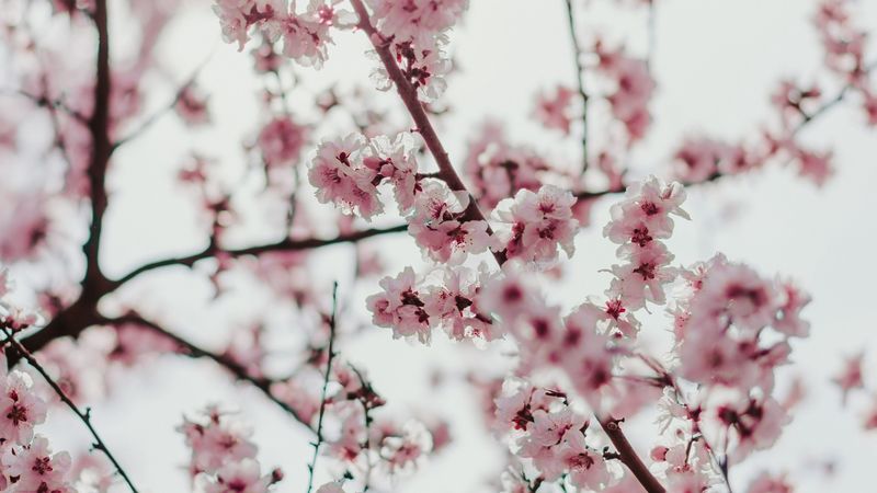 sakura, flowers, branches, flowering, spring, 4k