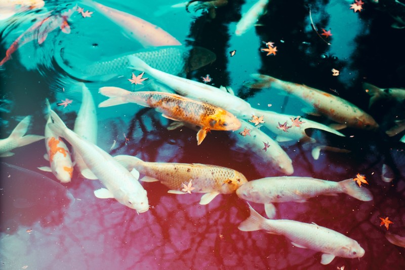 Jon Siegel, koi, pond