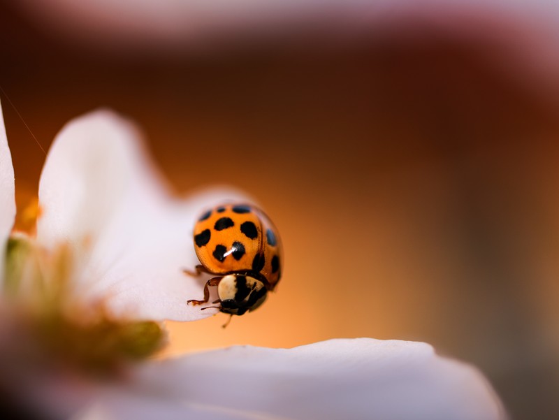 macro, closeup, animals, insect