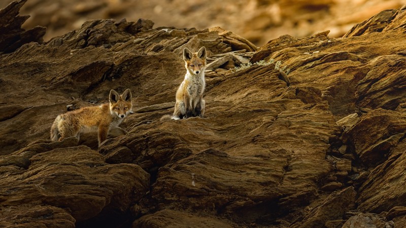 rock, fox, animals, mammals, nature