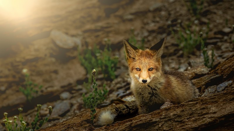 animals, fox, mammals