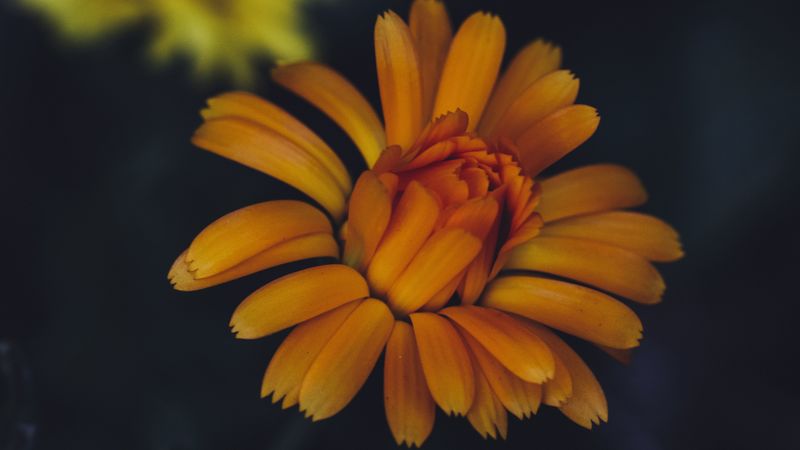 flower, yellow, petals, bloom, 4k