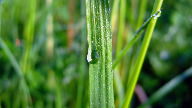 nature, green, grass, flowers, spring, summer, water, water drops, minimalism, closeup, macro, straw, shining