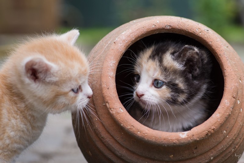 cats, kittens, mammals, animals