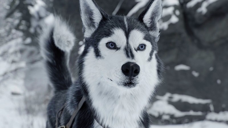 dog, Siberian Husky, animals, snow