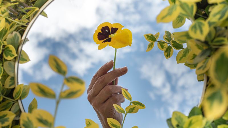 violet, flower, hand, mirror, leaves, 4k