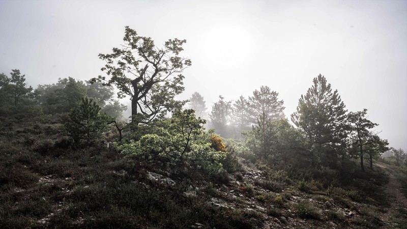 outdoors, nature, plants, mist, morning
