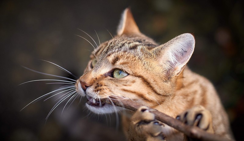 wild cat, cats, animals, mammals