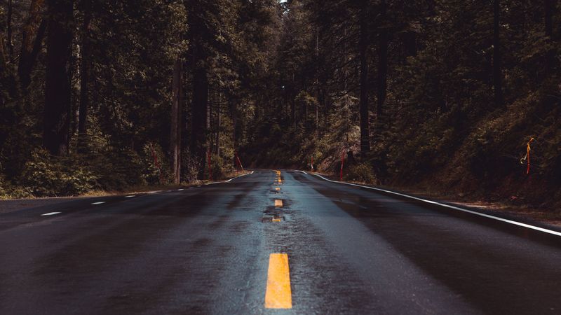 road, forest, turn, asphalt, marking, wet, 4k