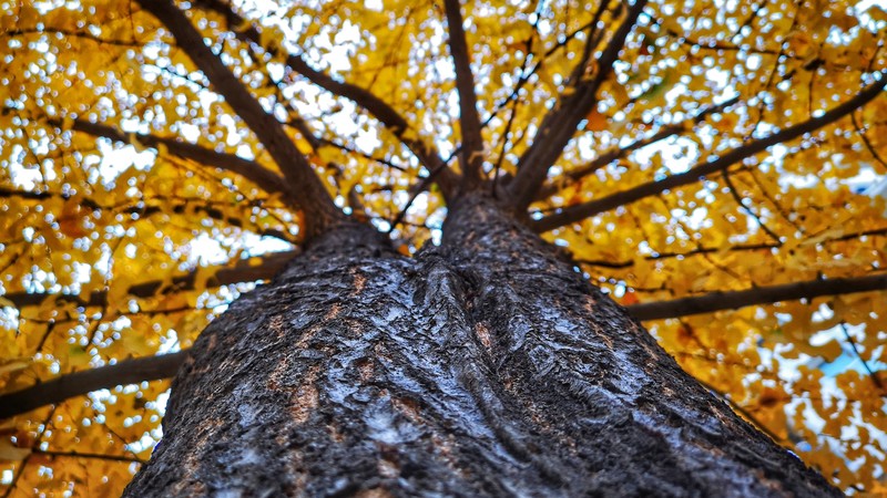 photography, China, wuhan, trees