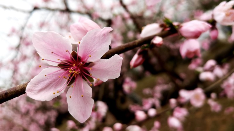 photography, China, flowers