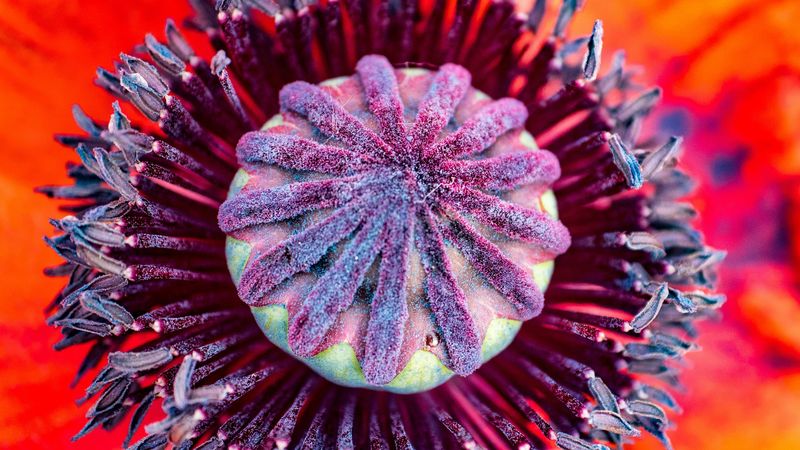 poppy, flower, pistil, stamens, pollen, macro, 4k