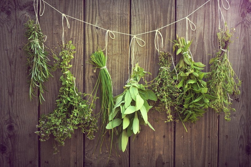 wood, green, plants, leaves, herb