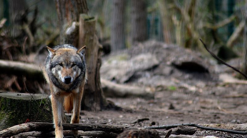 wolf, predator, forest, wildlife, 4k