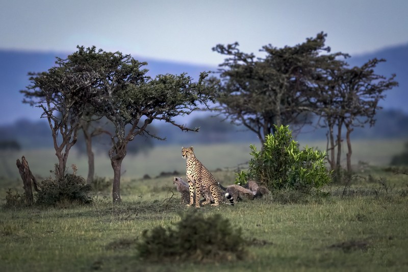 nature, big cats, animals, mammals