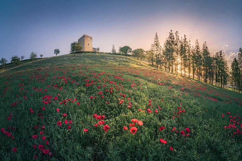 flowers, plants, red flowers, Andalusia, Spain