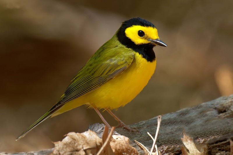 nature, animals, birds, colorful