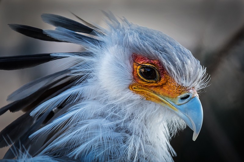 colorful, animals, birds, feathers