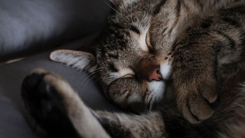 cat, sleep, muzzle, striped, 4k