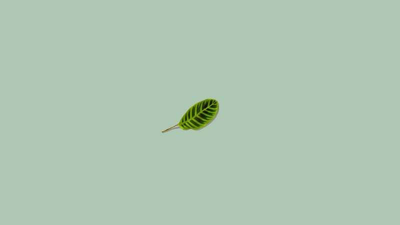 simple background, leaves, minimalism, green