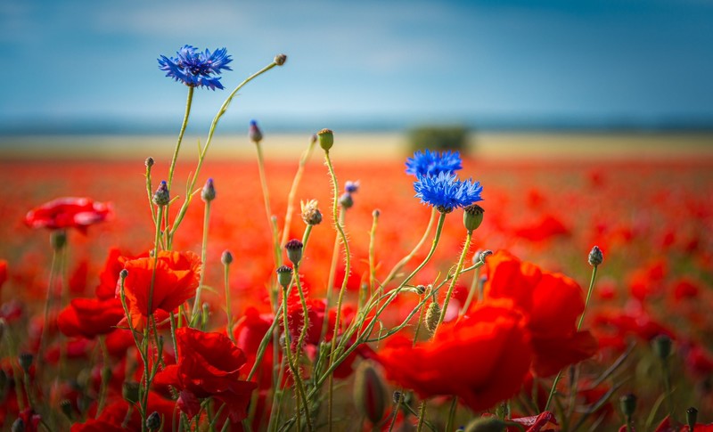 colorful, outdoors, flowers, plants, blue flowers, cornflowers