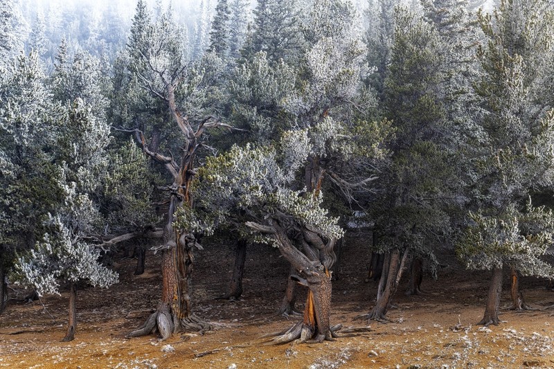 nature, outdoors, trees, plants