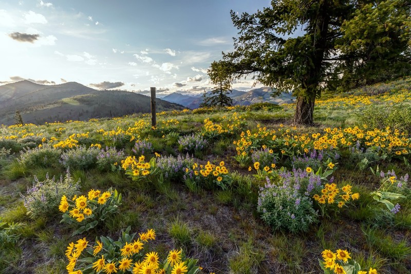 colorful, flowers, plants, landscape, outdoors
