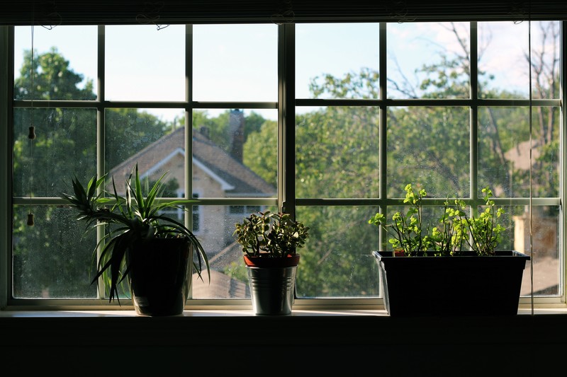 succulent, plant pot, silhouette, plants