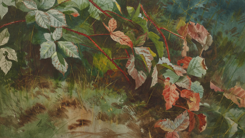 brambles, nature, red leaves