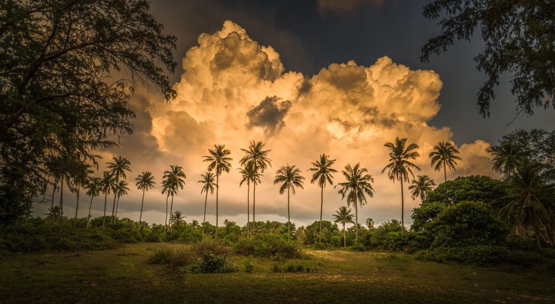 sky, clouds, Thailand, outdoors, palm trees