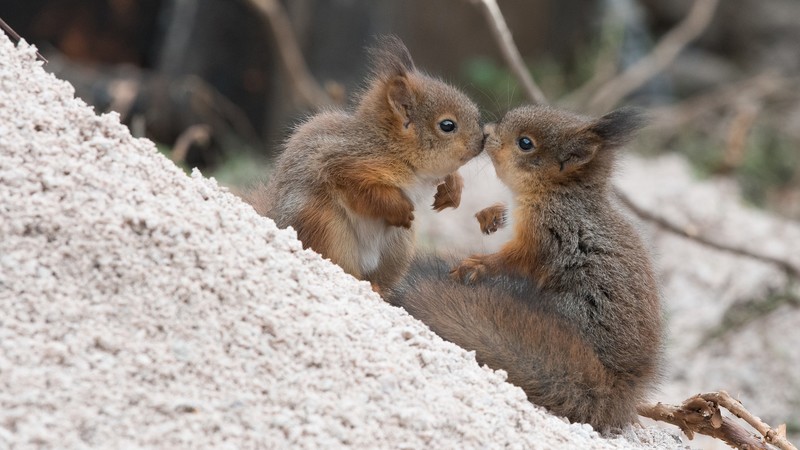 animals, mammals, squirrel, baby animals, nature