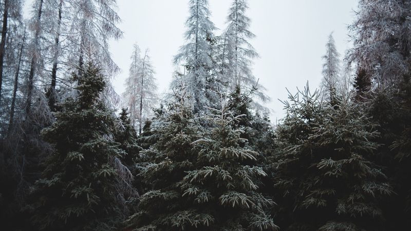 forest, trees, coniferous, pines, 4k