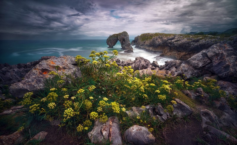 plants, coast, flowers, sky, nature, outdoors, Spain