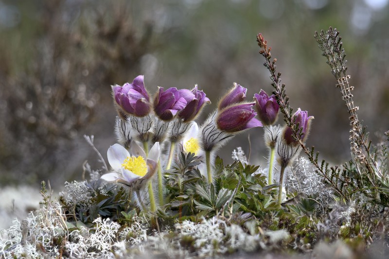 nature, outdoors, plants