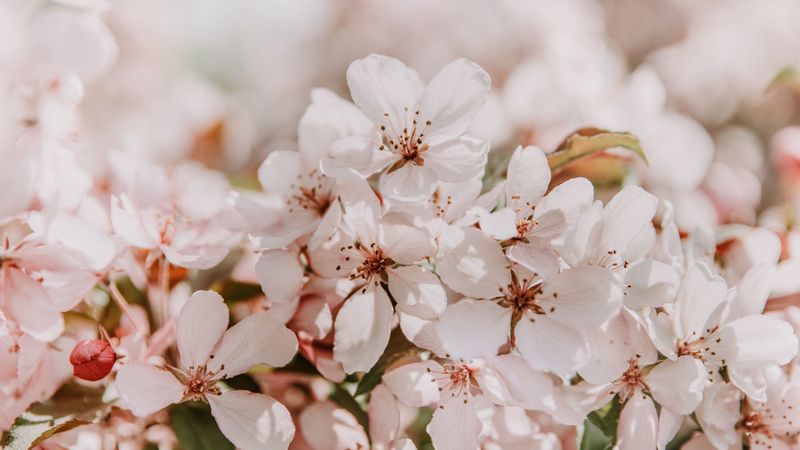 sakura, flowers, spring, blooms, light pink, delicate, 4k