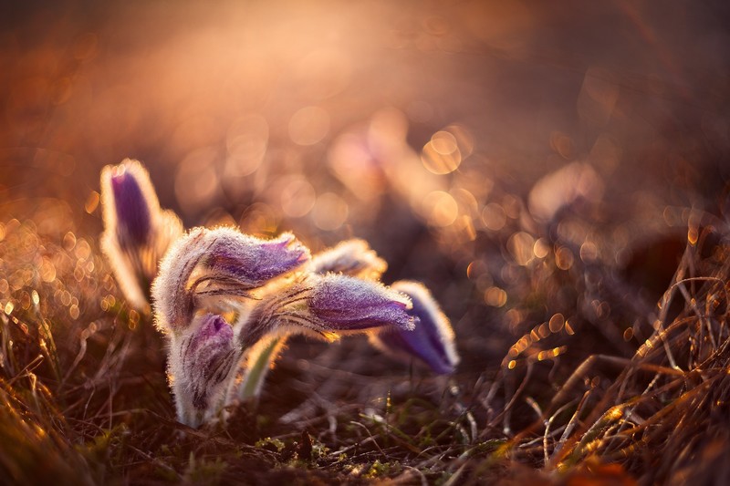 nature, flowers, plants