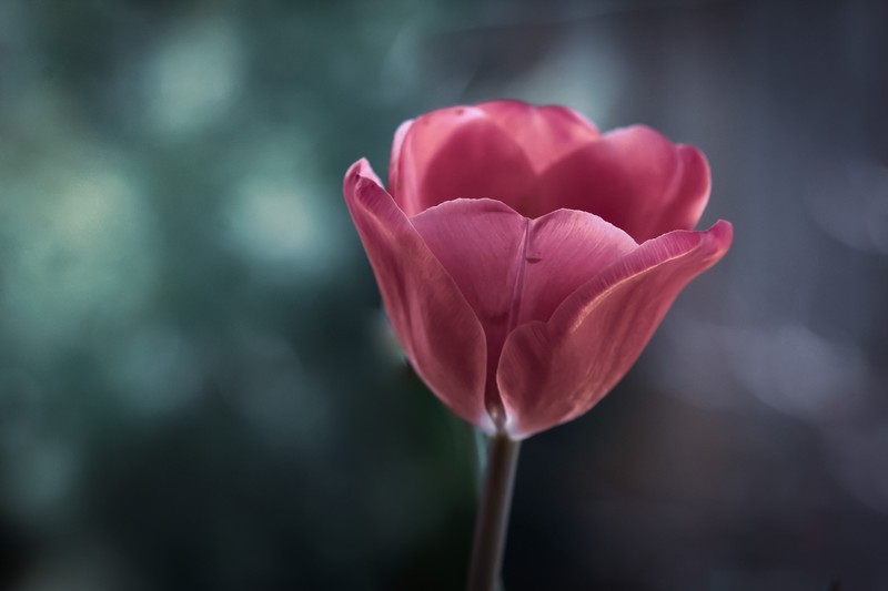 colorful, flowers, plants
