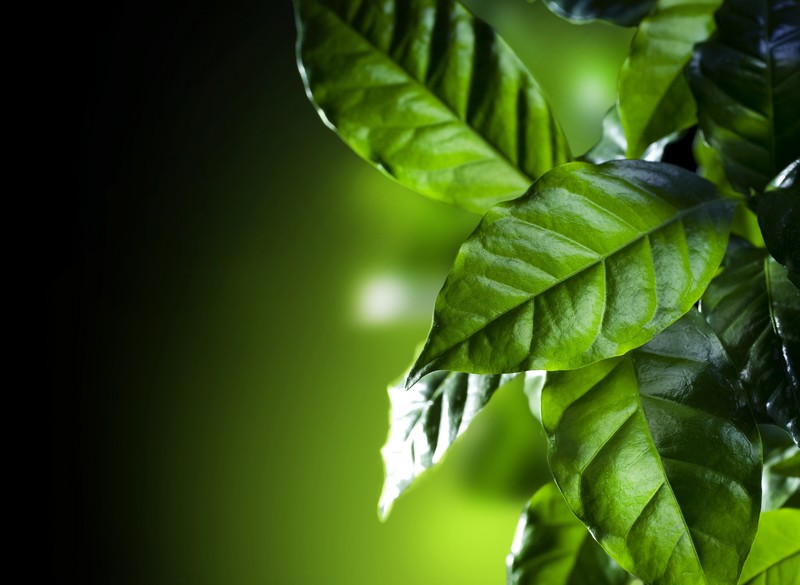 green, leaves, plants