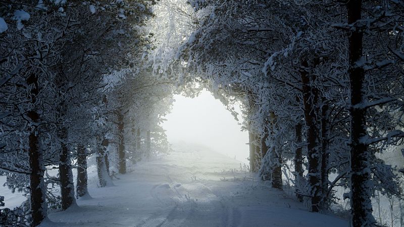 alley, trees, path, snow, winter, 4k