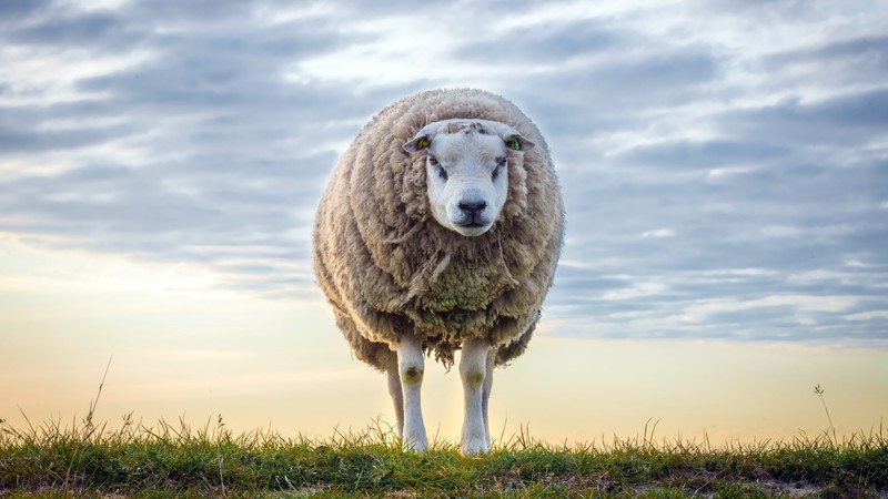 animals, mammals, sheep