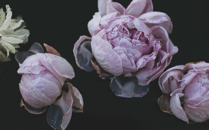 flowers, pink flowers, Pink Peonis, black background, nature, photography